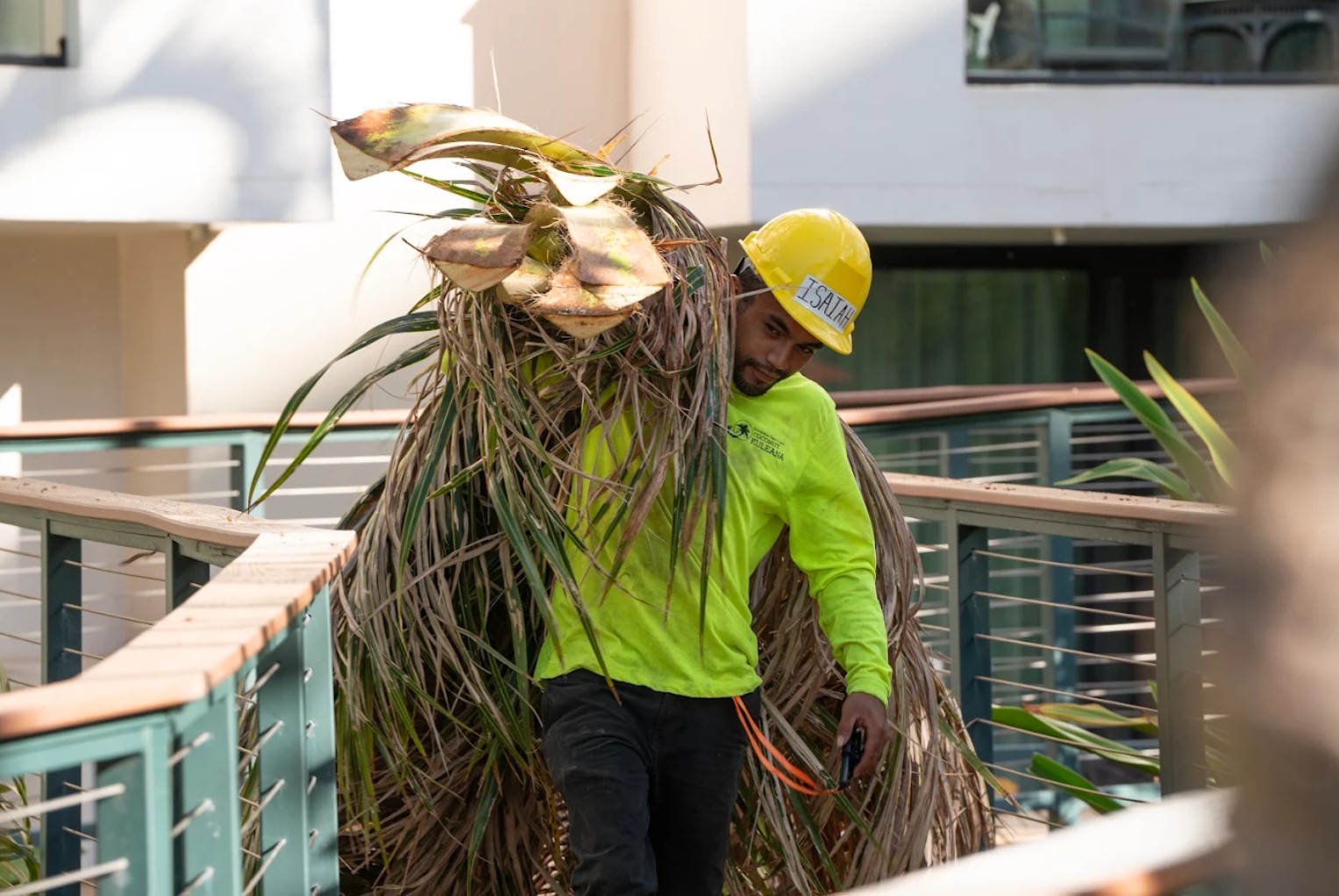 Coconut Kuleana crew member carrying large palm frond bundle during clean-up at Maui resort property