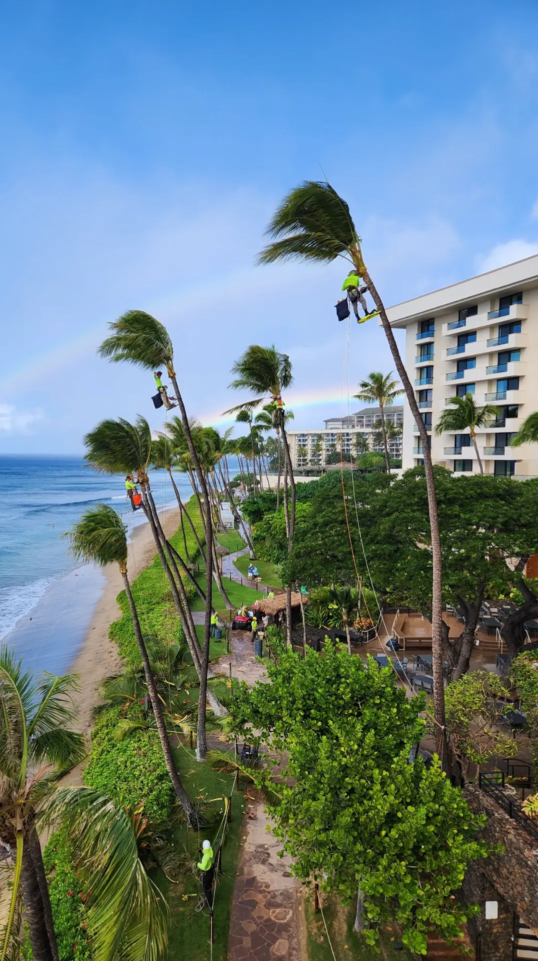 Coconut Kuleana crew performing spikeless palm trimming on multiple coconut palms simultaneously in Maui Hawaii