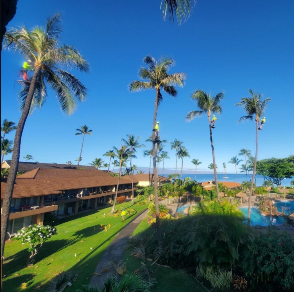 Coconut Kuleana team trimming coconut palms at oceanfront Maui resort with pool and Pacific Ocean views