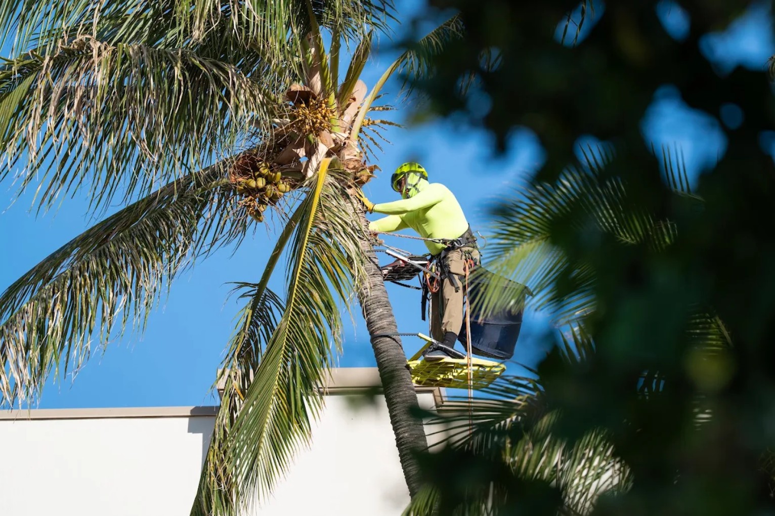 Spikeless coconut palm full clean out trim on tall leaning palm tree in Maui Hawaii blue sky