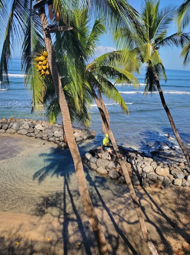Coconut palm production trim on Maui oceanfront property showing mature yellow coconut rack ready for harvest