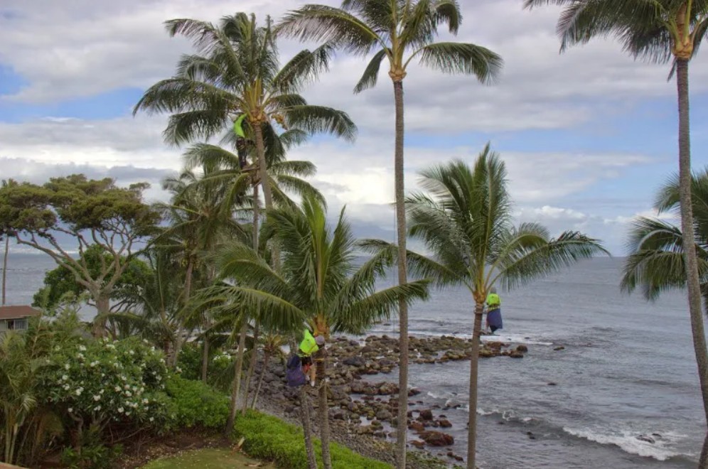 Professional spikeless palm trimming crew working on multiple coconut palms at Maui resort