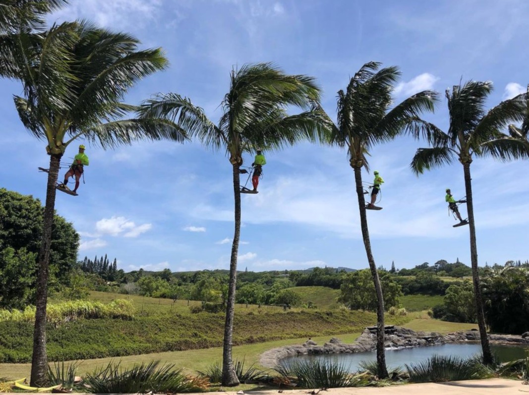Maui arborist using spikeless climbing platform to trim coconut palm fronds without damaging tree trunk
